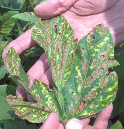 Scouting for Soybean Diseases in the Southern U.S.
