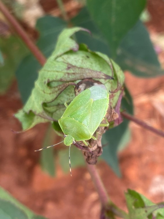 Scouting for Cotton Insect Pests