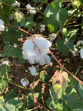 Scouting for Cotton Diseases