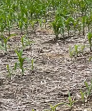 Replant Considerations for Corn