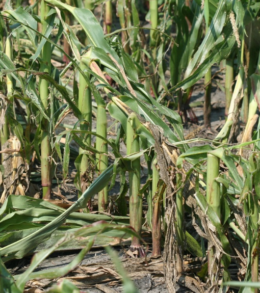 Assessing Hail Damage in Corn