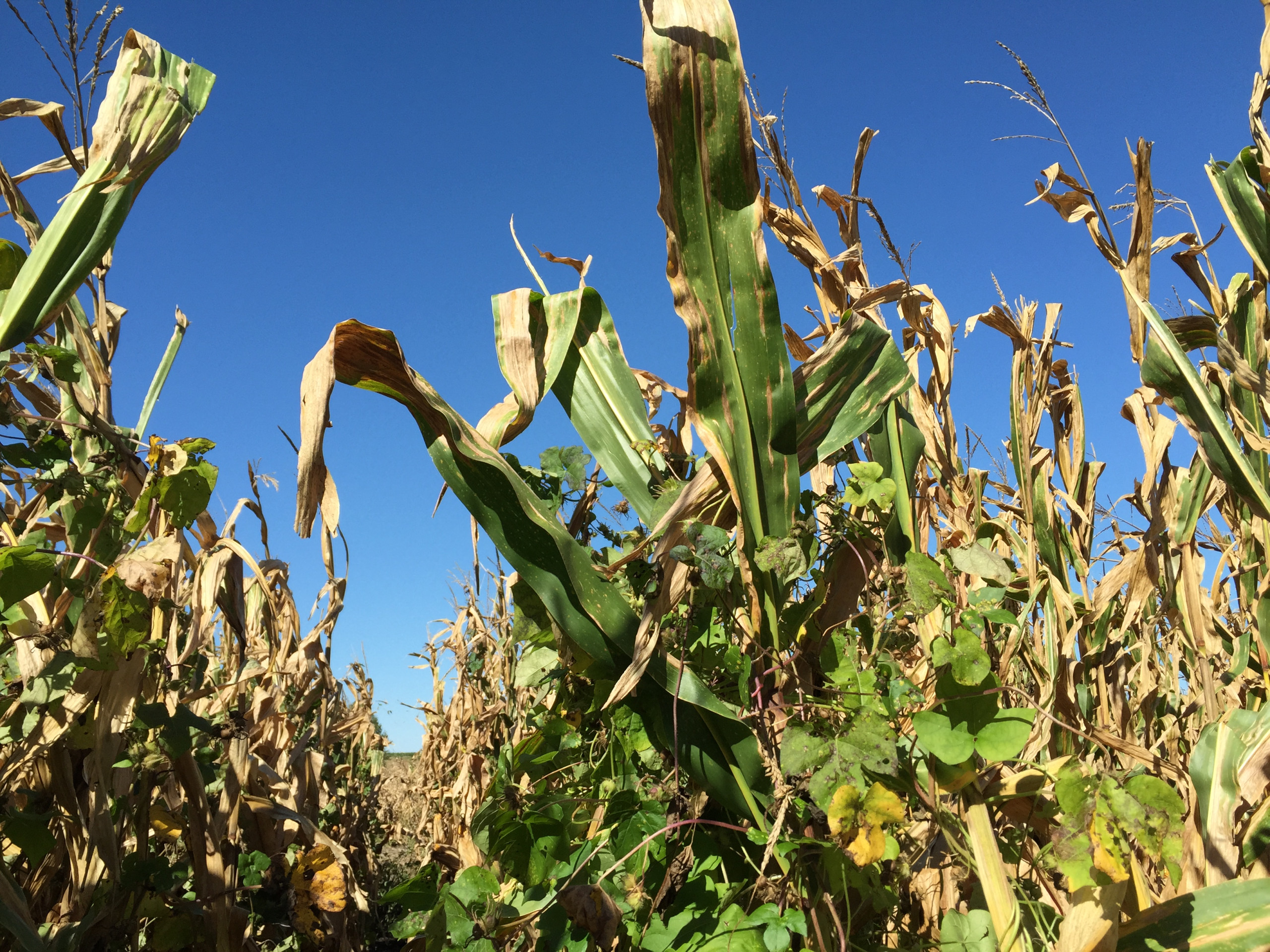 Understanding Herbicide Resistance Traits in Crops
