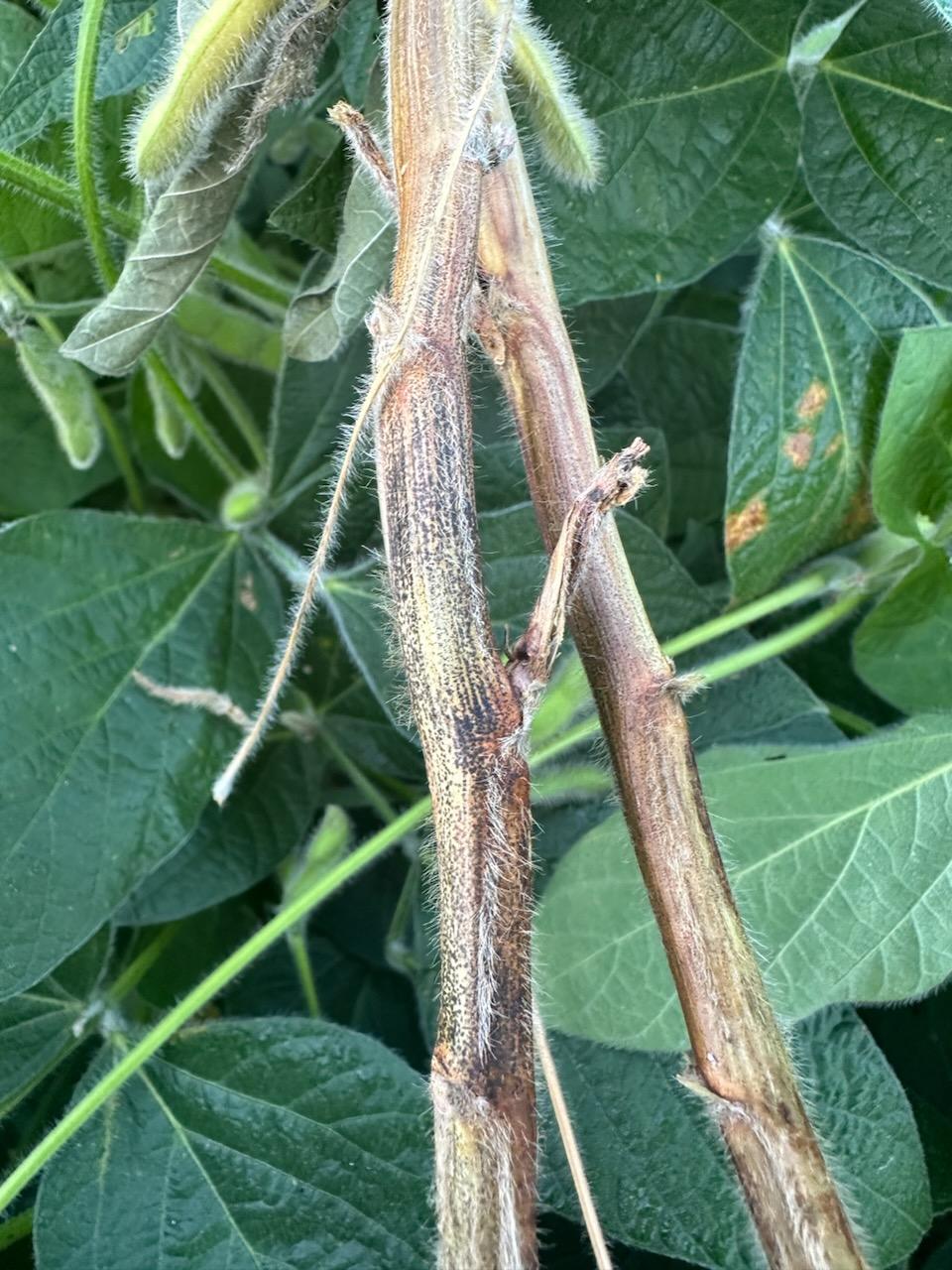 Photo of a soybean stem that has died and has brown lesions due to soybean stem canker.