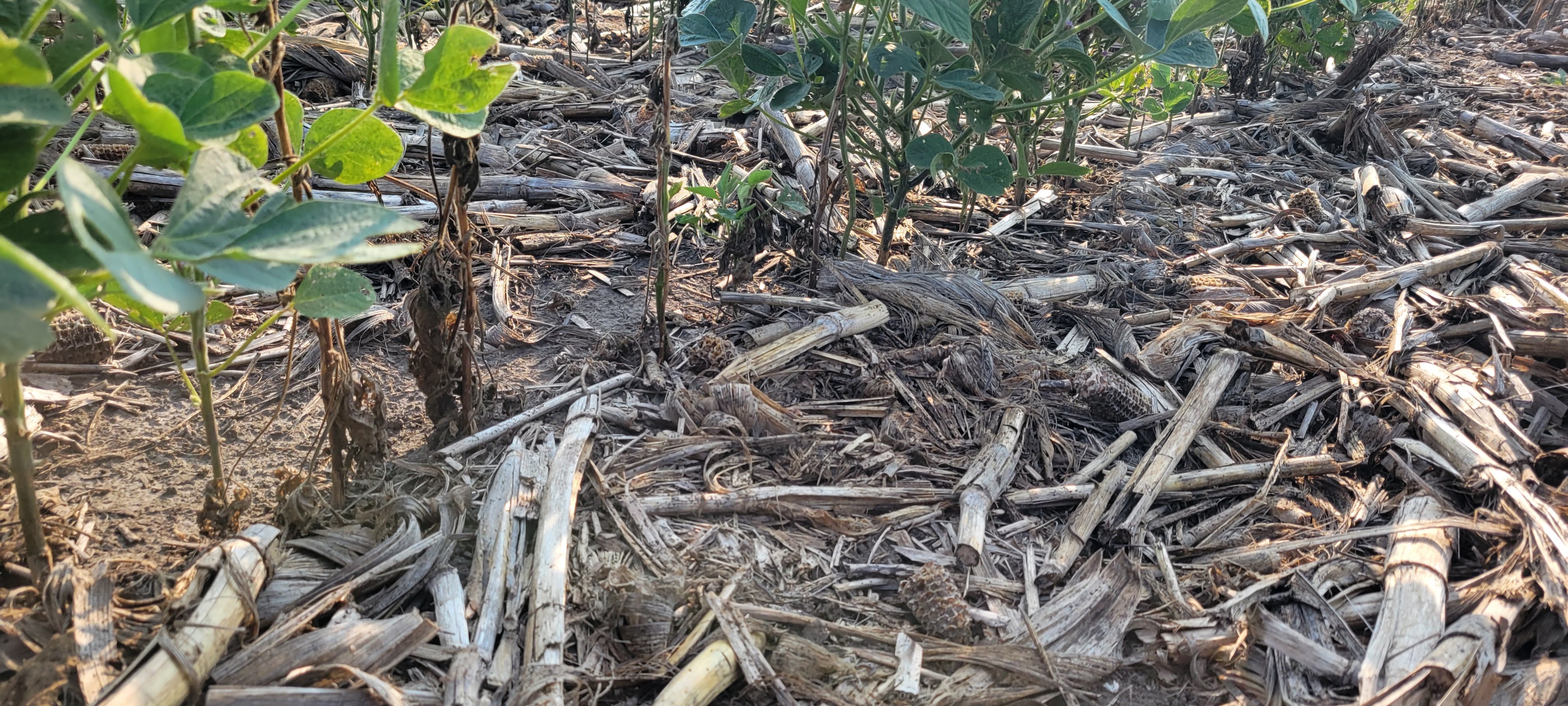 Photo of a field of soybean plants exhibiting symptoms of phytophthora.