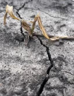 Pythium Management Explained: Protect Your Crops from Seedling Blight