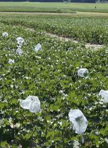 Insect Management in ThryvOn Cotton and Its Value