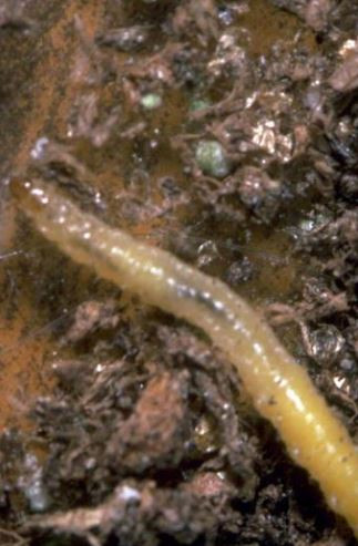 Managing One of the Midwest's Most Destructive Corn Pests