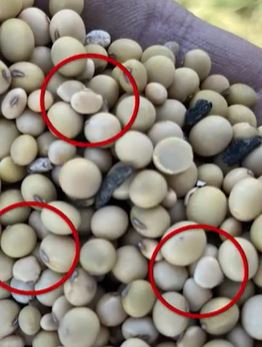 White Mold: Insights and Updates for 2025