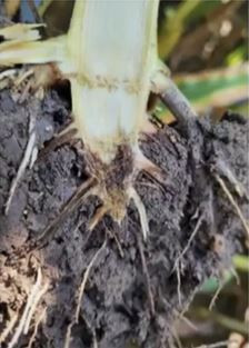 Crown Rot of Corn: There's a Party Going On