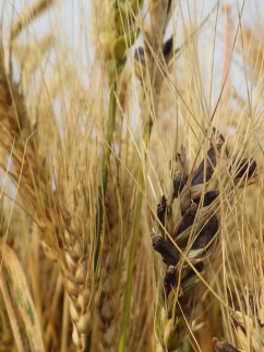 The Ergot Challenge: Management in Wheat and Agriculture Impacts