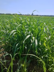 Johnsongrass: A Persistent and Continuous Challenge