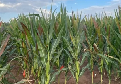 Corn Stunt: Identification, Distribution, and Management