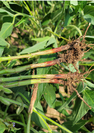 Red Crown Rot: Understanding its Impact and How to Manage it
