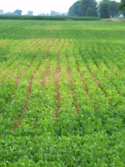 Foliar Nematodes: A Global and Colombian Perspective