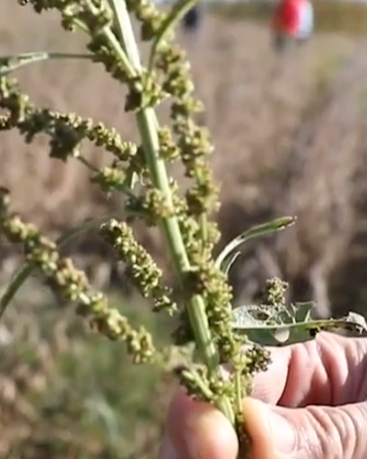 Bringing Integrated Pest Management into NRCS Conservation Effort