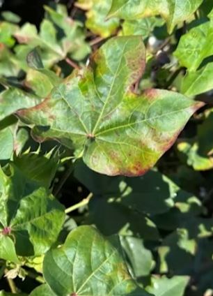 Managing Cotton Jassid