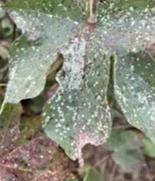 Managing Areolate Mildew