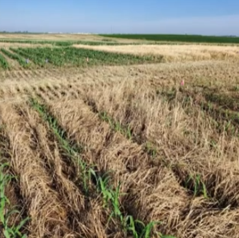 Using Robotics to Evaluate Corn Management Practices