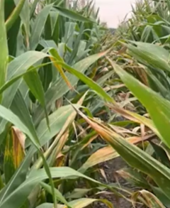 A New Corn Leaf Disease? What Researchers Are Seeing Across the Southeast