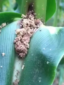 European Corn Borer Is Back: Bt Resistance, Crop Damage, and What Growers Need to Know