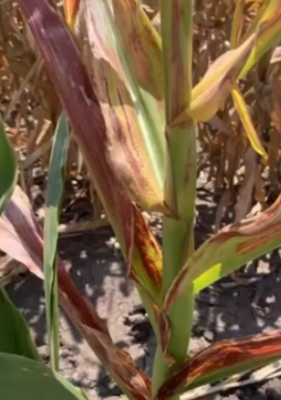 Managing Corn Stunt in the United States