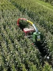 Mycotoxin Management in Silage