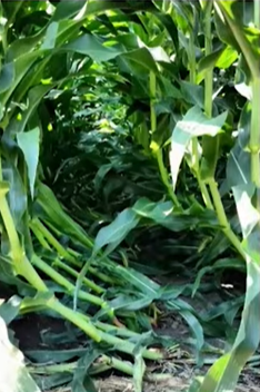 How Weather Stress Impacts Corn Yield and What Farmers Can Do About It