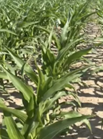 Early Stage Corn Growth and Development