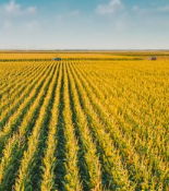 Optimizing Corn Hybrid Maturity Based on Planting Date