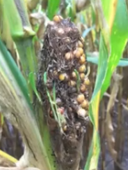 Abnormal Ear Development in Corn