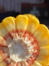 How Foliar Disease Control Increases Corn Yields and Kernel Weight