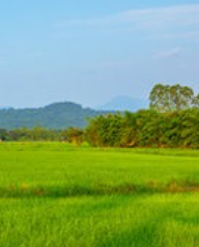 How to Effectively Use Premix Fungicides for Long-Term Disease Control