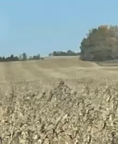 Preventing Fungicide Resistance: Understanding Label Rates and Application Timing
