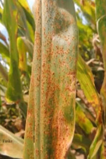 How to Choose the Best Fungicides with Efficacy Tables and ROI Tools