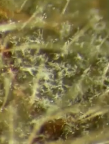 Learn How Fungicide Resistance Develops in Crops