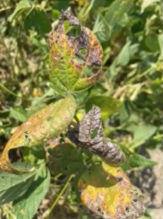 Cercospora Diseases of Soybean and Their Management