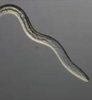 Stopping the #1 Soybean Pathogen from Cutting Your Yields
