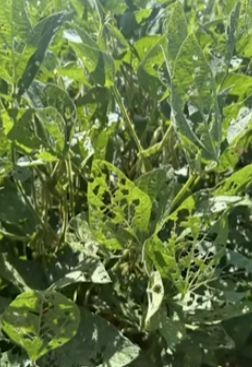 Soybean Insect Pest Management and the Steep Cost of Automatic Spraying