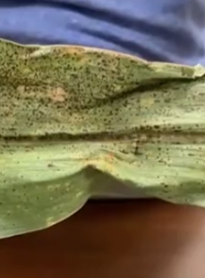 Tracking Tar Spot and SCN in South Dakota