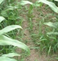 Why Herbicides Can Fail: Understanding Variable Weed Control