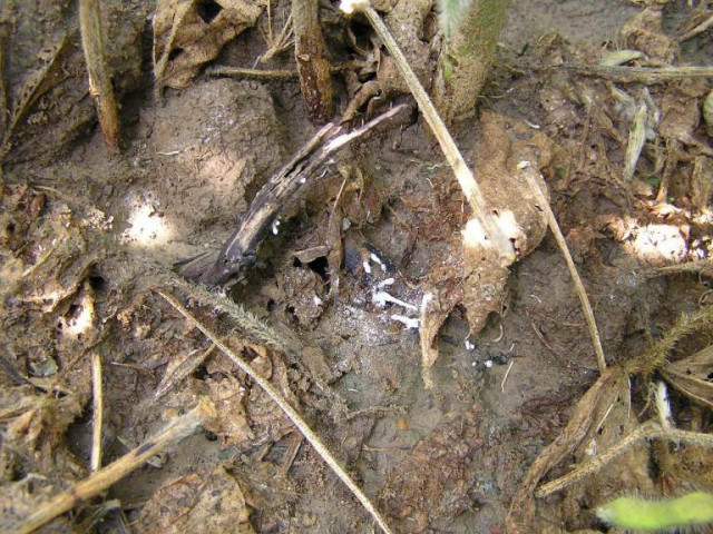 Soybean Taproot Decline: Diagnosis and Management