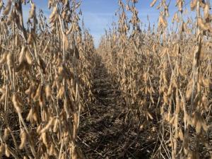 A photo of a very dry soybean field.