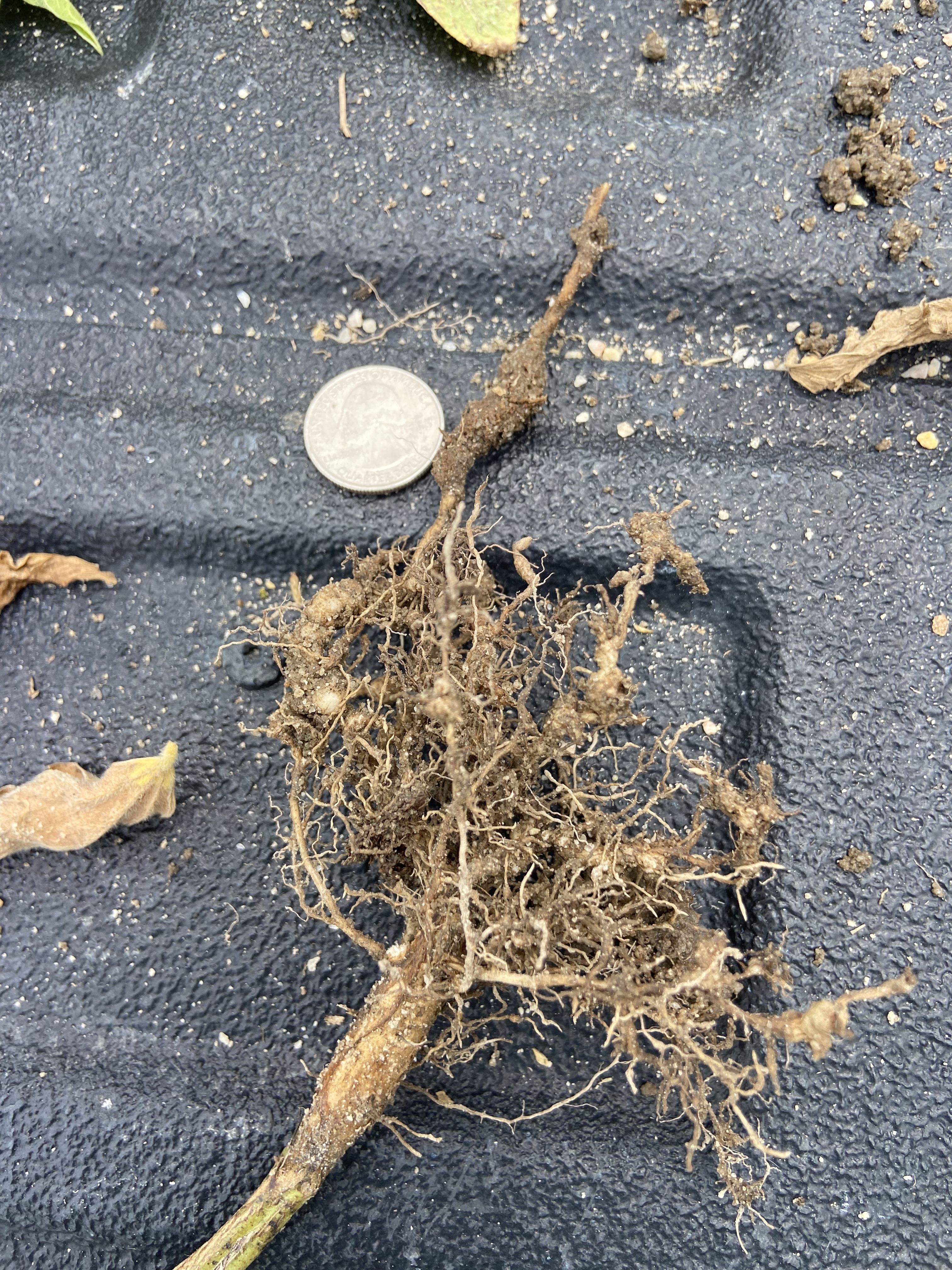 Photo of a soybean root displaying root rot from root knot nematode. The root is displayed next to a quarter for reference.