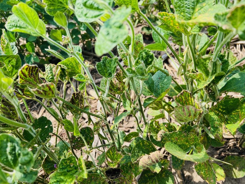 Photo of several soybean plants displaying sudden death syndrome.