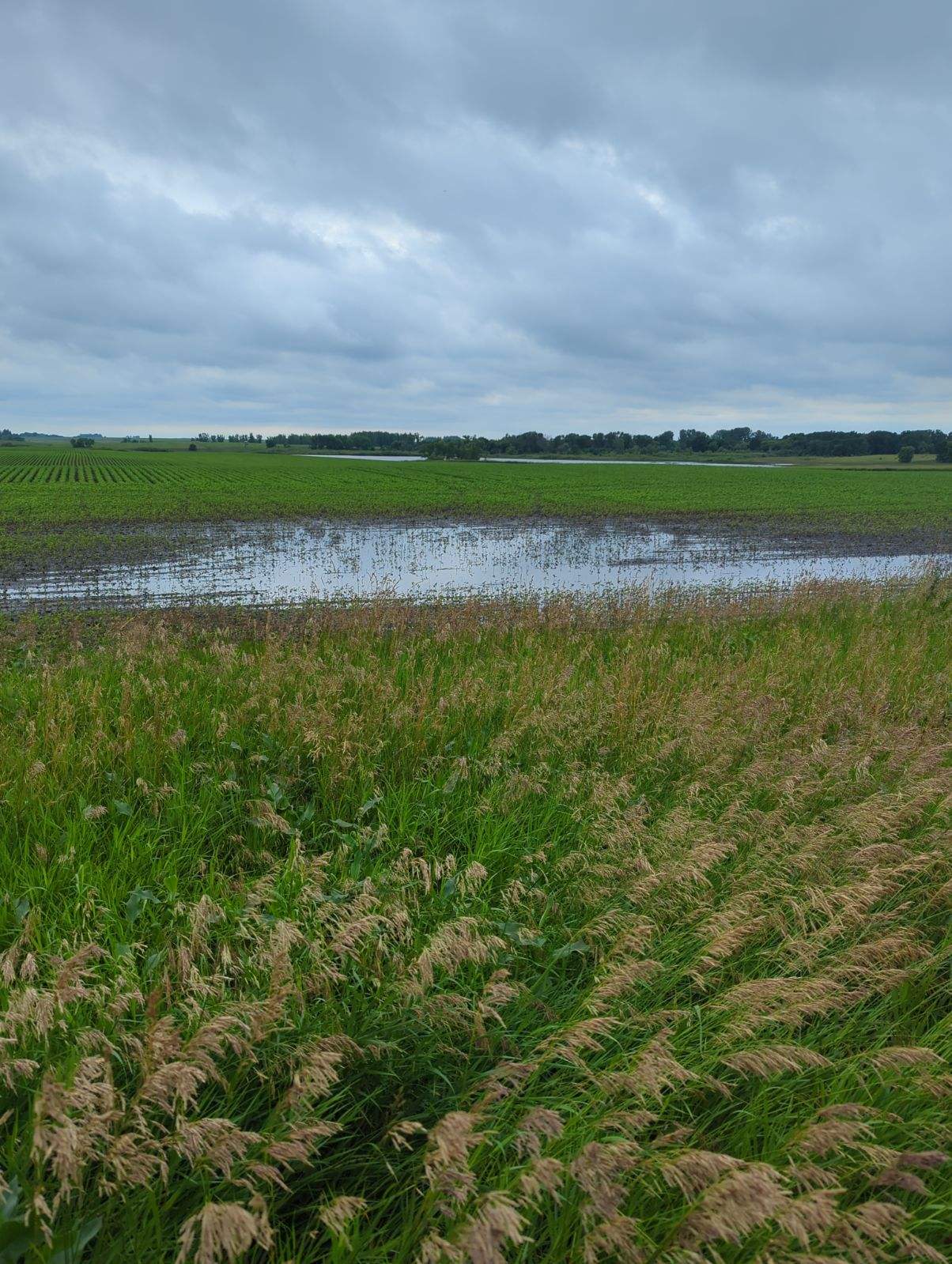 Photo of a flooded field as flood waters recede.