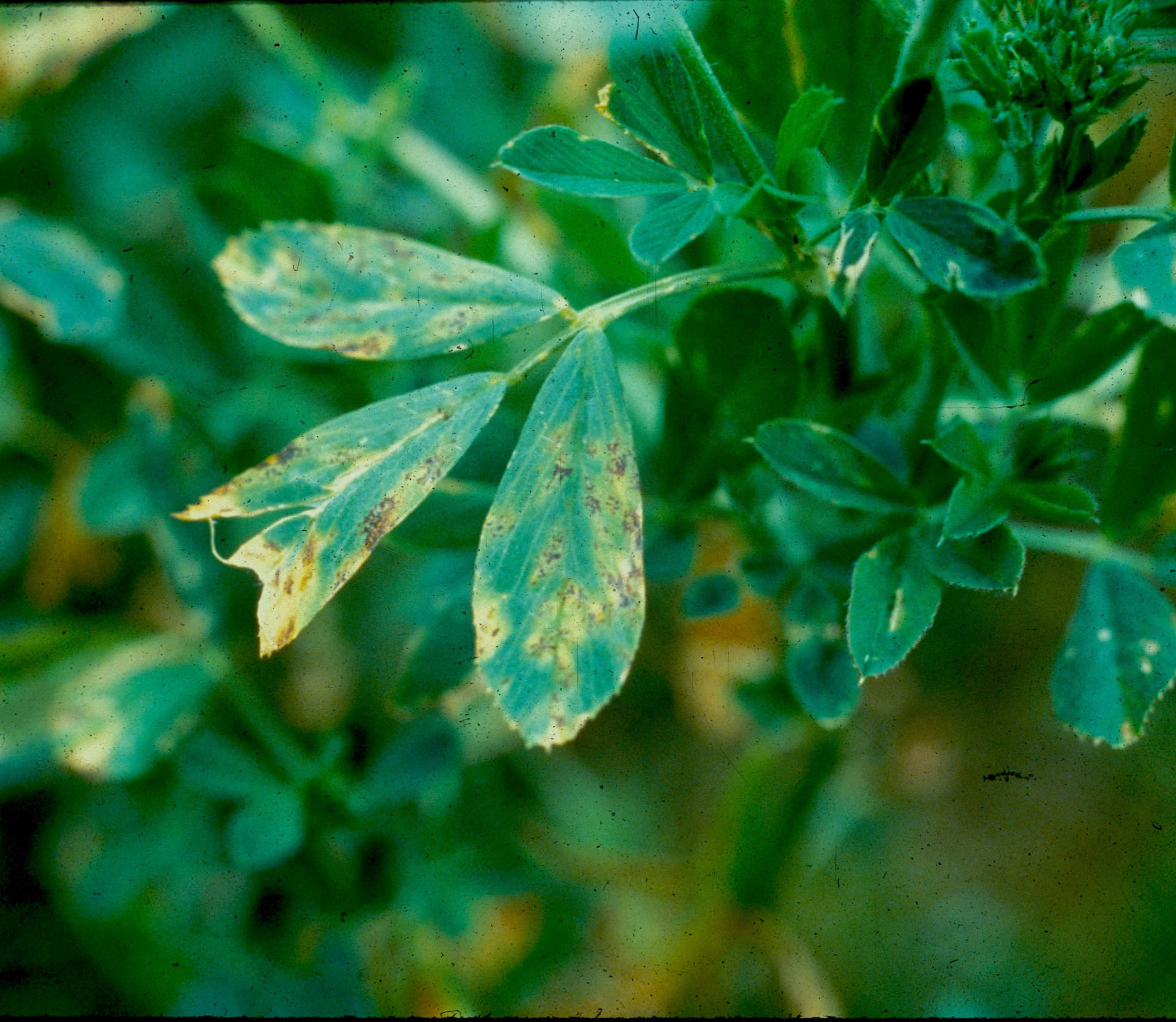 Yellow Leaf Blotch of Alfalfa