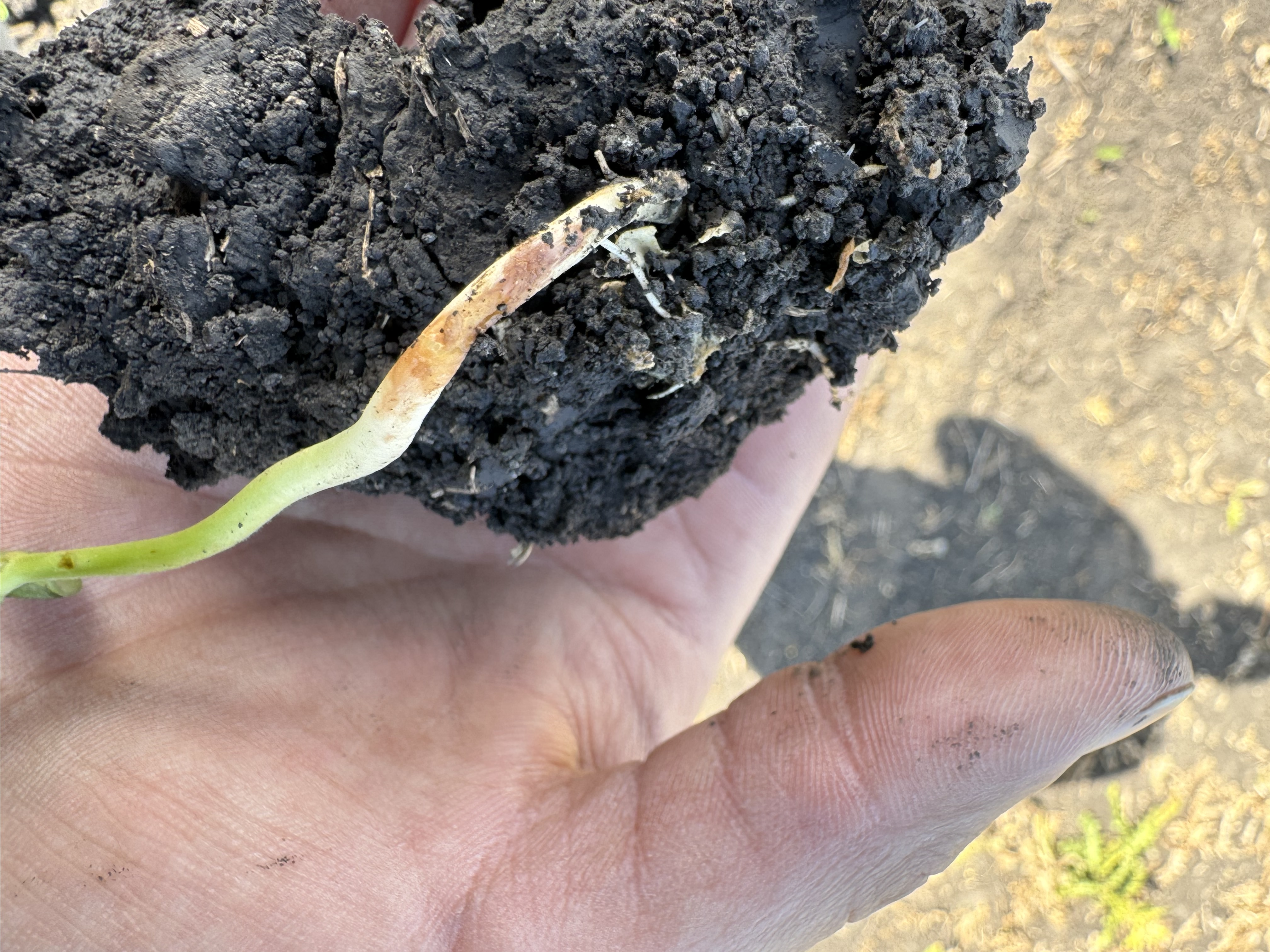 Photo of a hand holding a clump of soil with a single soybean seedling in it. Red/brown lesions can be seen along the soil line on the seedling.