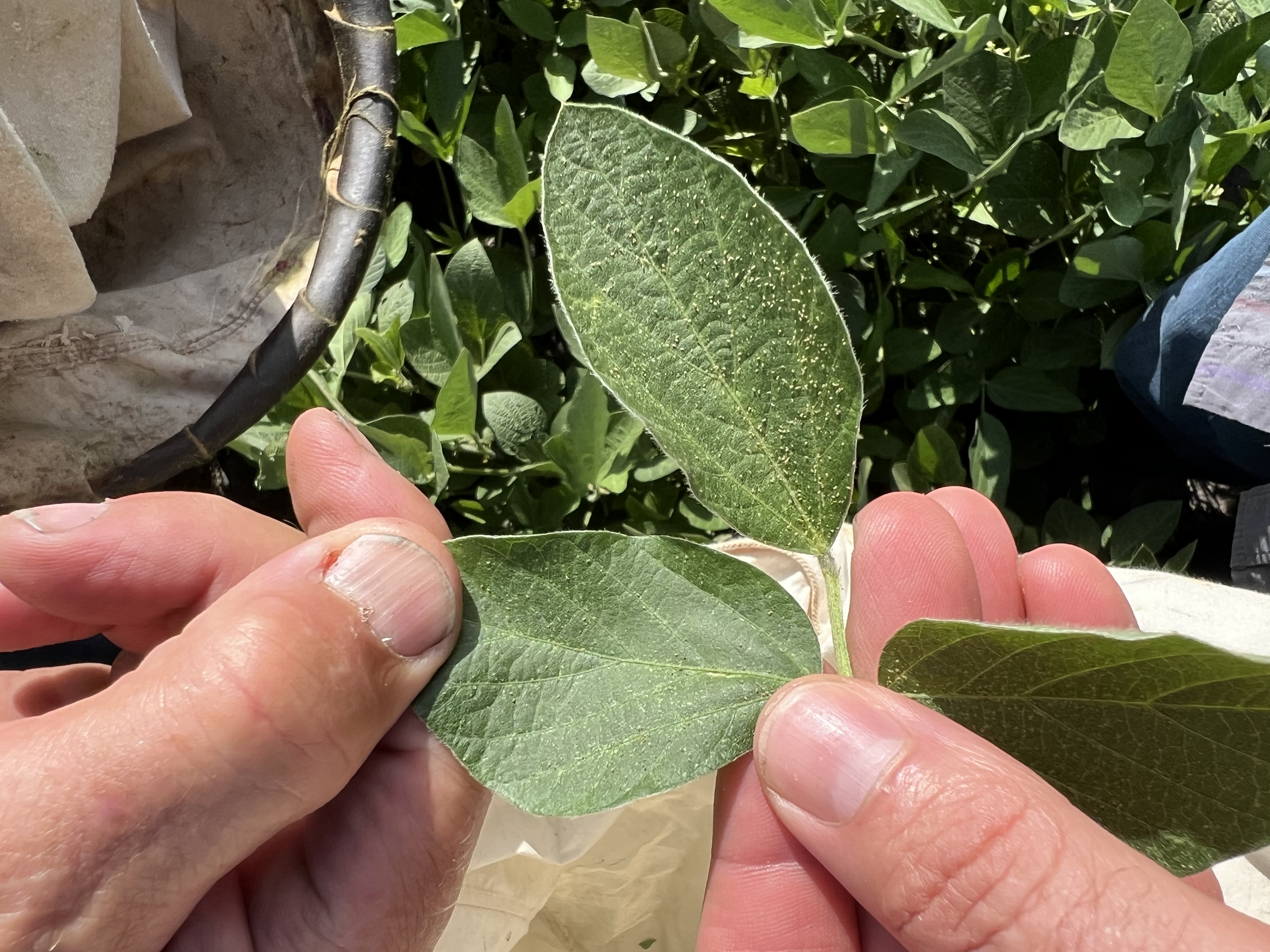 Photo of a hand holding a soybean trifoliate with many visible spider mites. A second hand is seen holding one of the leaves taught. An insect net can be seen in the background.