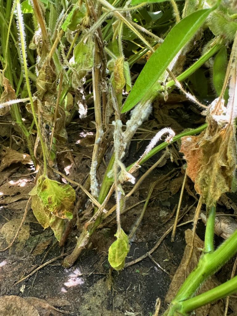 Photo of soybean plans with white mold.